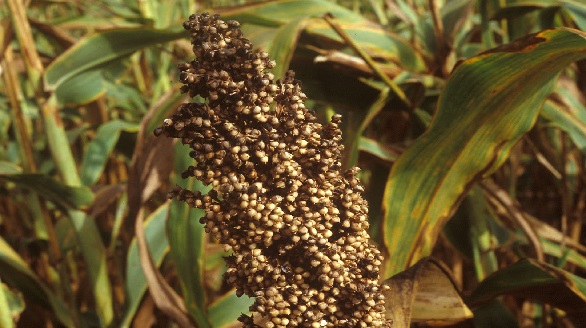 आजचा ज्वारी दर (Jowar Rate Today)